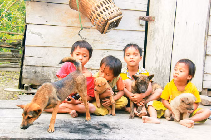 Loài chó 'thiện chiến' ở Krông Pa ảnh 1