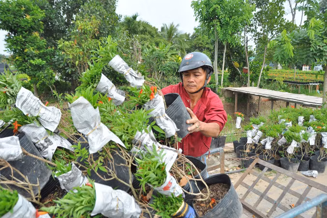 Làng nghề miền Tây vào Tết ảnh 1