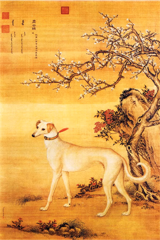 Ðàn chó săn của hoàng đế ảnh 1