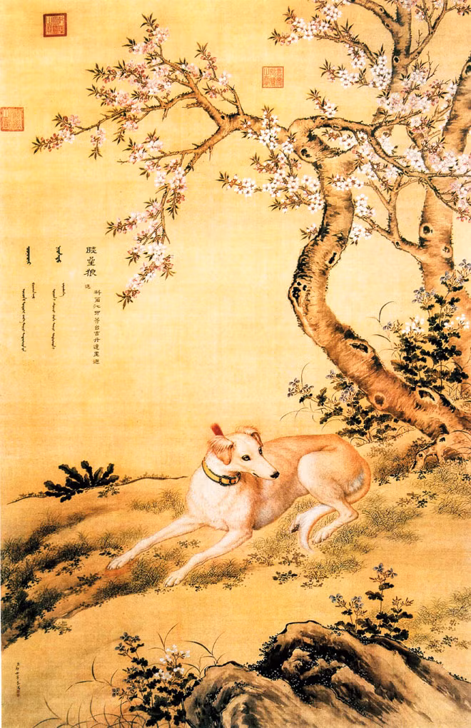 Ðàn chó săn của hoàng đế ảnh 2