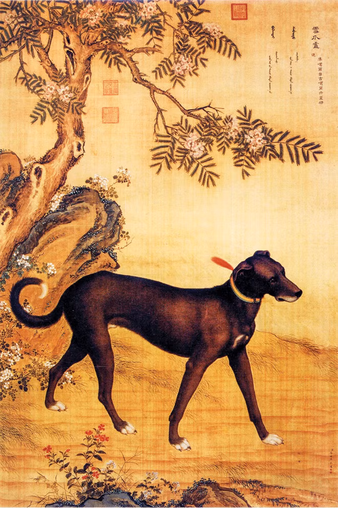 Ðàn chó săn của hoàng đế ảnh 8