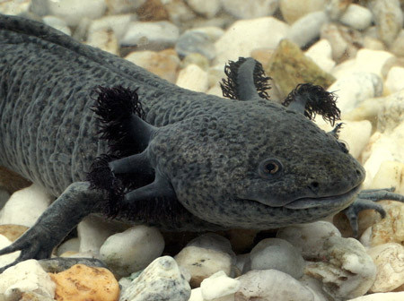 Phần lớn giông Axolotl có màu trắng hồng, trong khi một số ít có màu đen