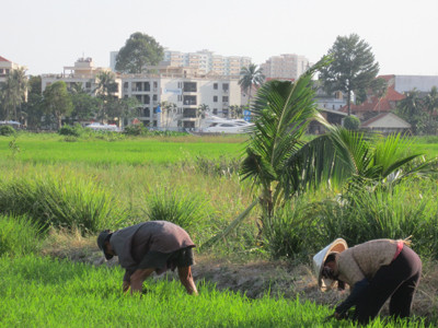 Nghỉ hè vợ chồng anh giáo Tâm tranh thủ xuống đồng cấy lúa. ảnh: Gia Huy