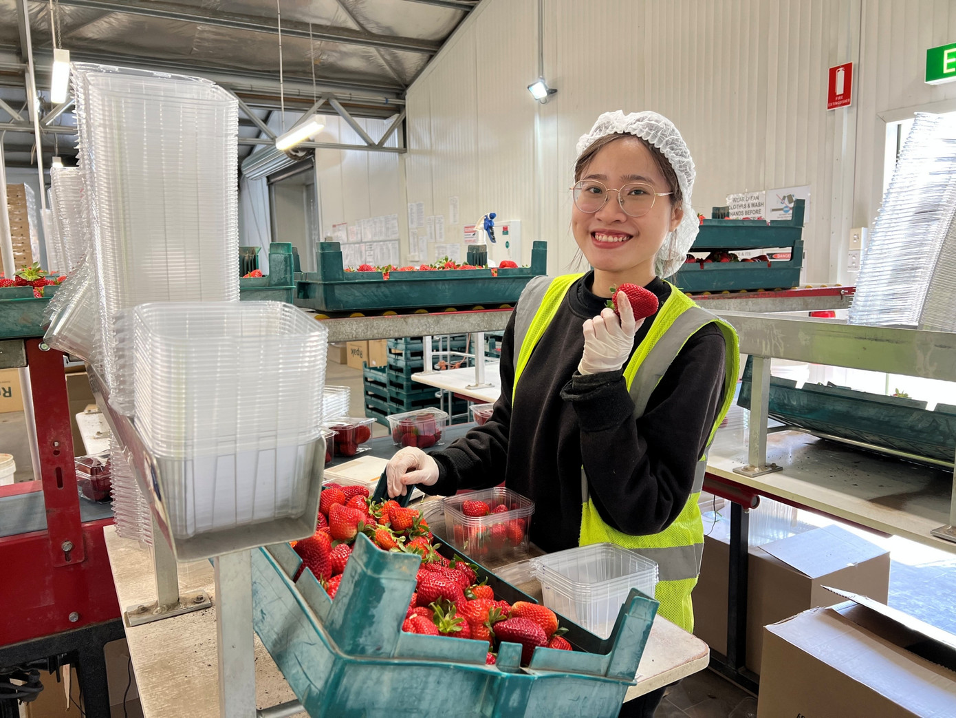 Hà đến đảo Tasmania của Australia làm công việc chính là đóng gói dâu tây Hà đến đảo Tasmania của Australia làm công việc chính là đóng gói dâu tây