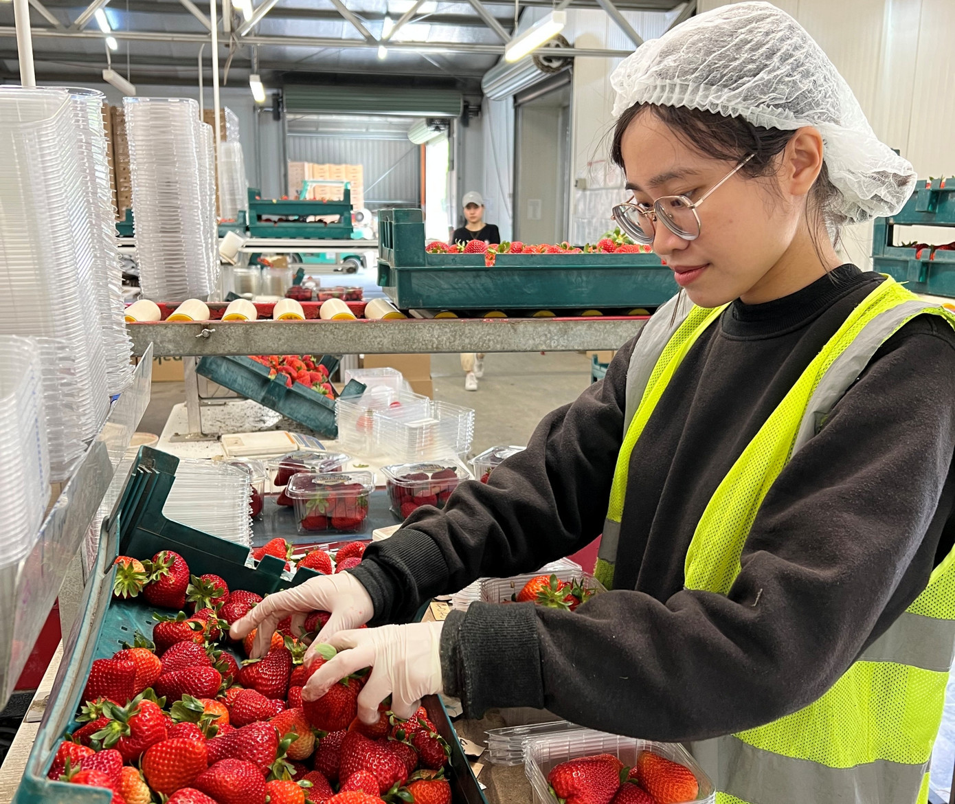 Công việc đóng gói nhẹ nhàng hơn hái dâu ở ngoài đồng Công việc đóng gói nhẹ nhàng hơn hái dâu ở ngoài đồng