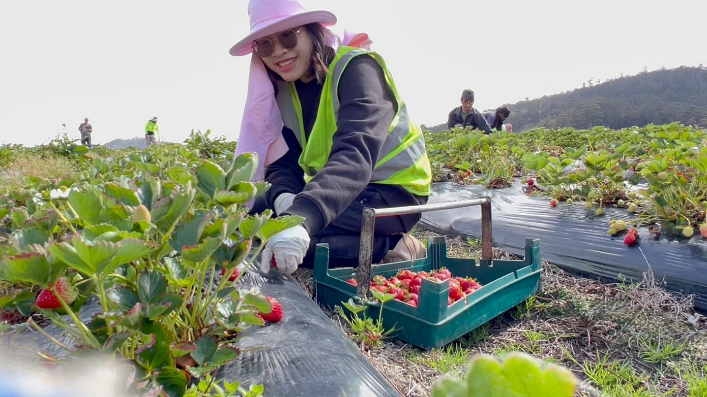 Ngoài đóng gói, Hà còn làm thêm công việc hái dâu Ngoài đóng gói, Hà còn làm thêm công việc hái dâu