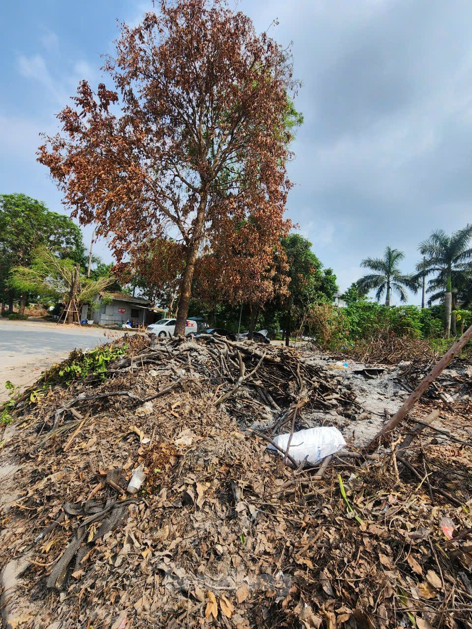 Tại khu đô thị Xuân Phương (phường Phương Canh, quận Nam Từ Liêm), những ngày gần đây xảy ra tình trạng đốt rác dưới gốc cây xanh. Cũng vì thế, nhiều cây xanh đã bị cháy cành, lá hoặc đã chết. Tại khu đô thị Xuân Phương (phường Phương Canh, quận Nam Từ Liêm), những ngày gần đây xảy ra tình trạng đốt rác dưới gốc cây xanh. Cũng vì thế, nhiều cây xanh đã bị cháy cành, lá hoặc đã chết.