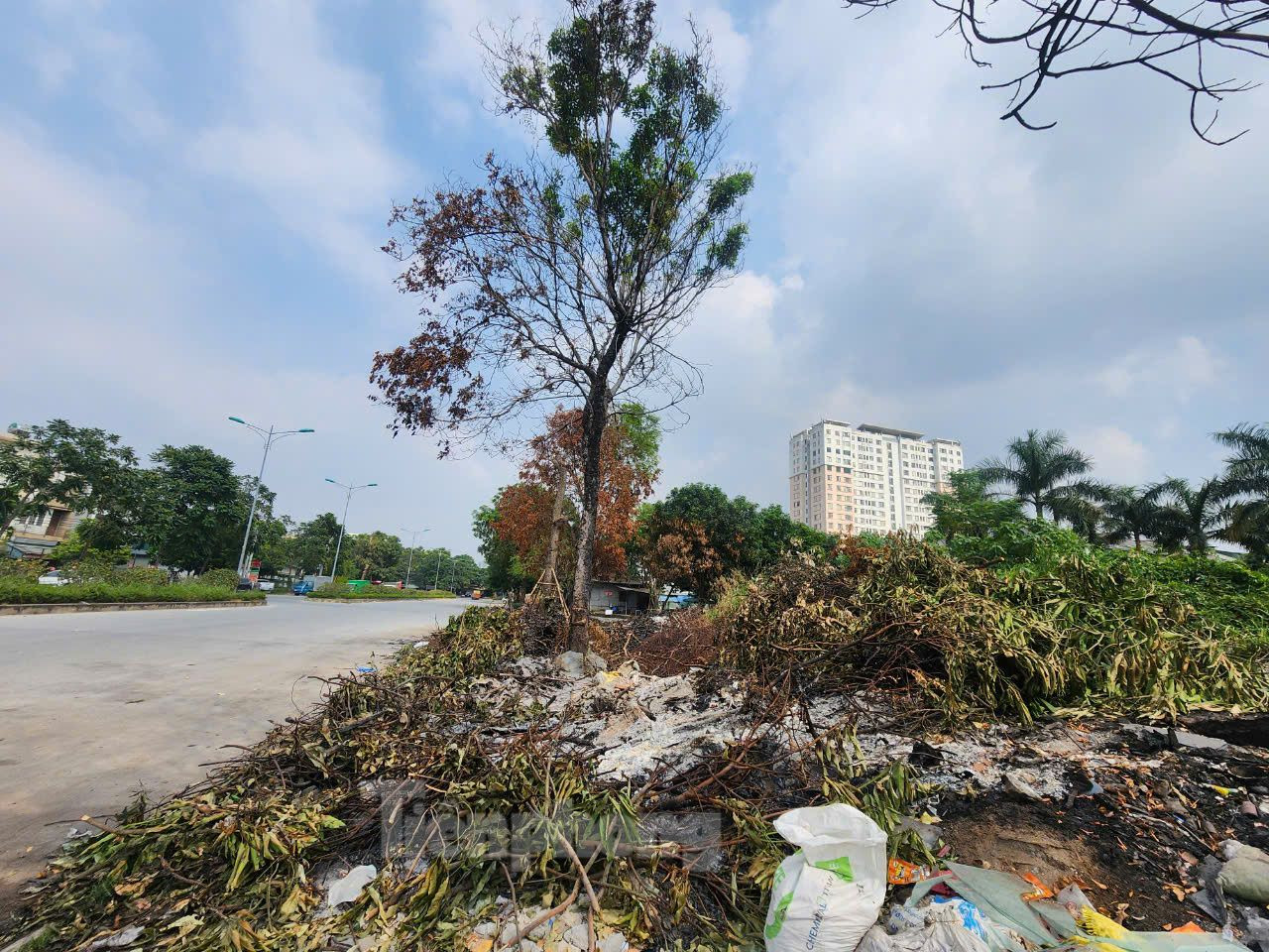 Sau bão số 3, trên địa bàn TP Hà Nội có hàng chục ngàn cây xanh bị gãy, đổ. Vì thế, cơ quan chức năng phải mất thời gian dài để xử lý. Bên cạnh việc xử lý theo quy định, một số nơi chọn cách "đốt" khi cành cây khô. Sau bão số 3, trên địa bàn TP Hà Nội có hàng chục ngàn cây xanh bị gãy, đổ. Vì thế, cơ quan chức năng phải mất thời gian dài để xử lý. Bên cạnh việc xử lý theo quy định, một số nơi chọn cách "đốt" khi cành cây khô.