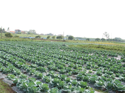 Khu sản xuất rau an toàn tại huyện Đan Phượng, Hà Nội do Cty TNHH MTV Đầu tư và Phát triển Nông nghiệp đầu tư xây dựng, nhằm cung cấp rau an toàn cho Hà Nội