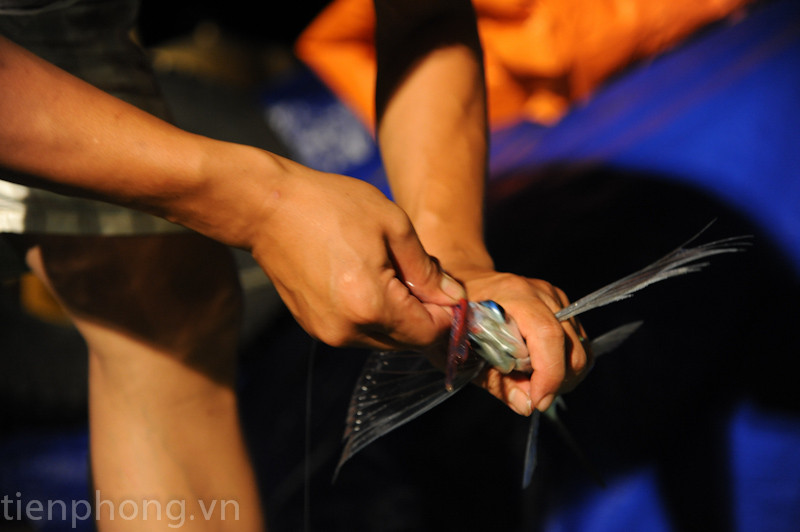 Cá chuồn được làm mồi nhử những con cá lớn hơn. Sau đó cá chuồn được làm mồi nhử những con cá lớn hơn