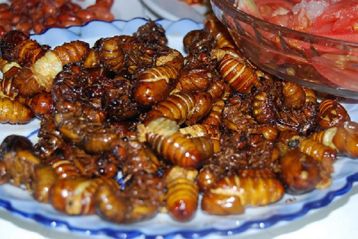 Ve sầu sữa chiên giòn vàng rụm, khi ăn sẽ cảm nhận được độ giòn tan, béo ngậy, ngọt tự nhiên.