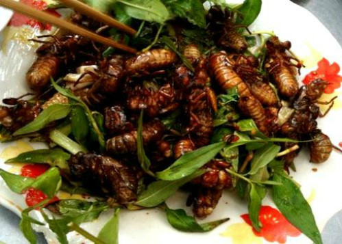 Người Bình Phước coi ve sầu chiên giòn là đặc sản và thường dùng đãi khách. Ảnh: amthuc