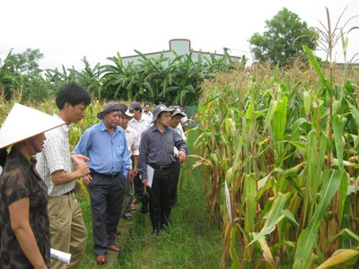 Lãnh đạo Bộ NN&PTNT và các chuyên gia kiểm tra ruộng khảo nghiệm ngô CNSH của Cty Dekalb tại Vĩnh Phúc