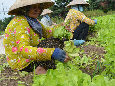 Mưa lớn kéo dài, nhiều liếp rau ở xã Thân Cửu Nghĩa (huyện Châu Thành, Tiền Giang) trông xanh tốt nhưng bị úng dưới gốc 