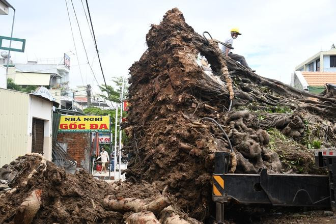Lực lượng di dời cố gắng bảo vệ phần rễ cây, đảm bảo khả năng cây sẽ sống sau khi được trồng ở vị trí khác. Lực lượng di dời cố gắng bảo vệ phần rễ cây, đảm bảo khả năng cây sẽ sống sau khi được trồng ở vị trí khác.