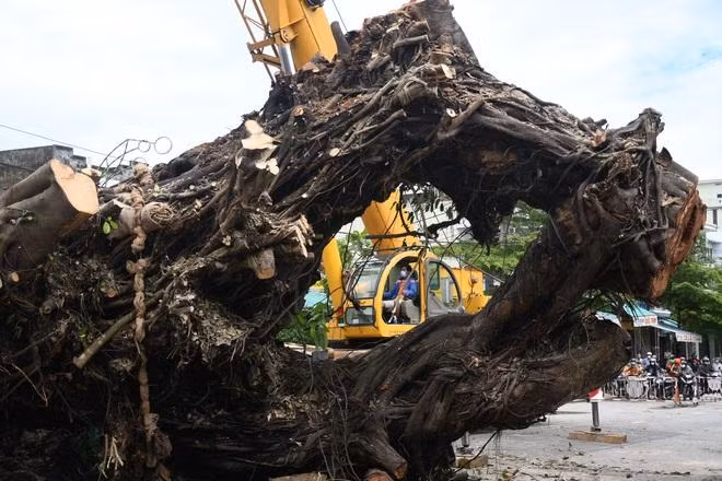Hàng chục công nhân cùng 2 xe cẩu làm việc liên tục trong buổi sáng nay nhưng vẫn không di chuyển được cây đa, tuyến đường vào trung tâm TP Quảng Ngãi tiếp tục tắc nghẽn.