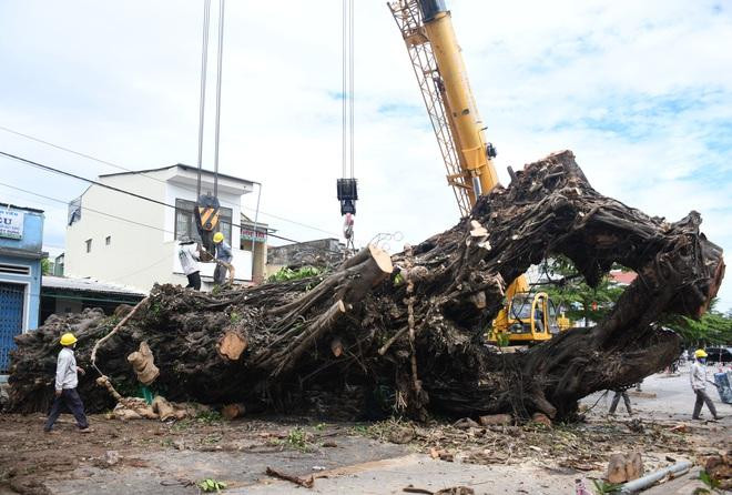 Phần còn lại của cây đa dài khoảng 15 m, nặng khoảng 70 tấn. Phần còn lại của cây đa dài khoảng 15 m, nặng khoảng 70 tấn.