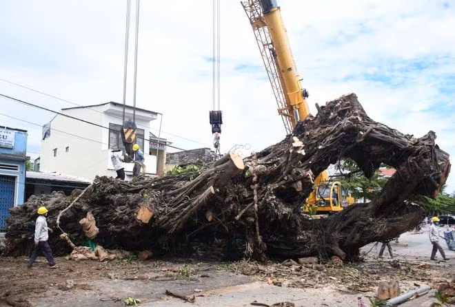 Phần còn lại của cây đa dài khoảng 15 m, nặng khoảng 70 tấn.