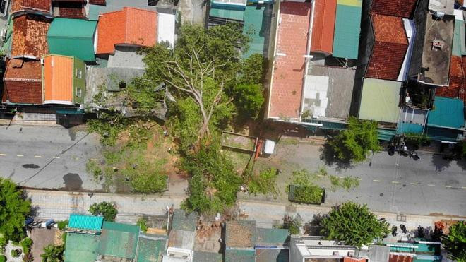 Ngày 21/9, cây đa hơn 200 năm tuổi bật gốc đè chết một người, làm hư hỏng 3 ngôi nhà, chắn ngang tuyến đường lớn vào trung tâm TP Quảng Ngãi. Ngày 21/9, cây đa hơn 200 năm tuổi bật gốc đè chết một người, làm hư hỏng 3 ngôi nhà, chắn ngang tuyến đường lớn vào trung tâm TP Quảng Ngãi.