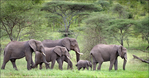 Tanzanian elephant (Thể loại Thiên nhiên) – tác giả Brian Ross (United Kingdom) - Huy chương Đồng FIAP Thiên nhiên - HCĐ FIAP - Tanzanian elephant – tác giả Brian Ross (United Kingdom).jpg