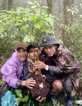 Người Xê Đăng đào được củ sâm Ngọc Linh gần một kg ảnh 1