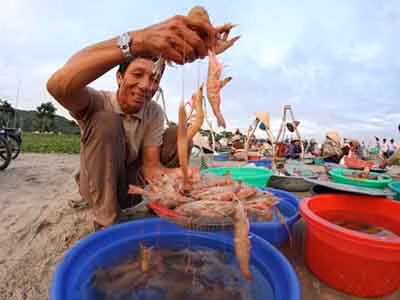 Trời hửng sáng, người đàn ông này vui mừng khi vừa mua được một mẻ tôm lớn và hớn hở mời những vị khách thích mua hải sản khi vừa đưa từ biển vào