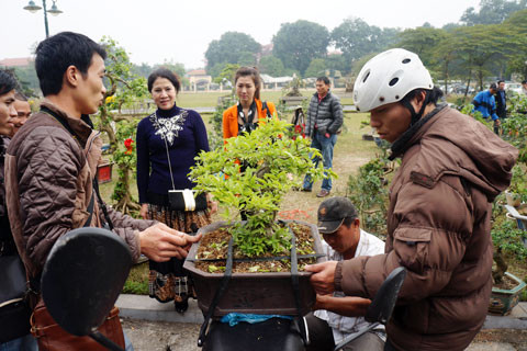 Cây cảnh này được mua với giá 3 triệu đồng