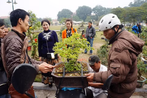 Cây cảnh này được mua với giá 3 triệu đồng. Cây cảnh này được mua với giá 3 triệu đồng