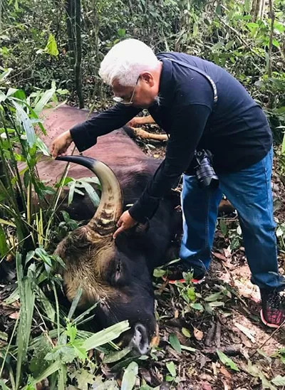 Bò tót 800 kg chết trong khu bảo tồn Đồng Nai ảnh 1