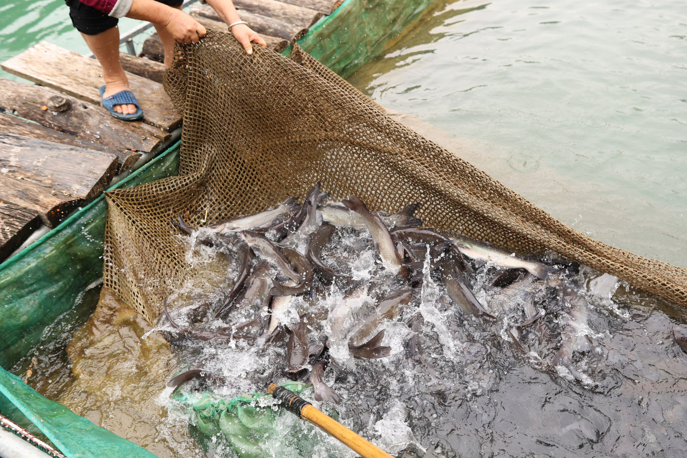 Qua nhiều khó khăn, sự quyết tâm của anh Hùng đã giúp HTX Châu Kiệt phát triển với 10 lồng cá anh vũ, lăng, trắm, chép... Mỗi năm HTX xuất hơn 10 tấn cá, doanh thu khoảng 1 tỷ đồng.