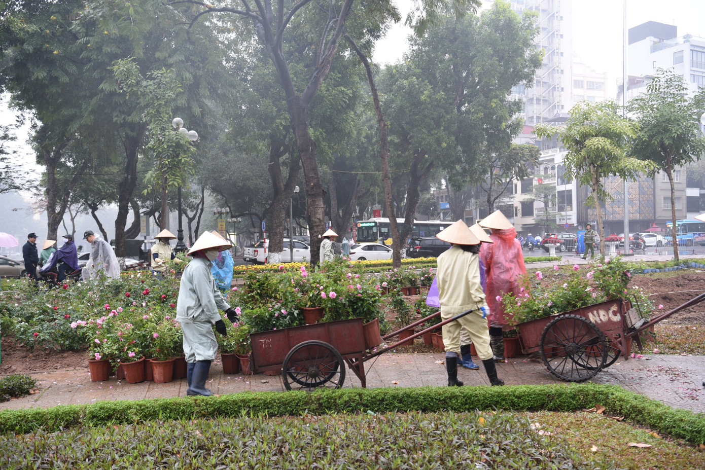 Sáng nay (3/2), hàng chục cán bộ, công nhân thuộc công viên Thống Nhất tiến hành trồng hoa hồng tại đoạn hàng rào cũ đã được dỡ bỏ