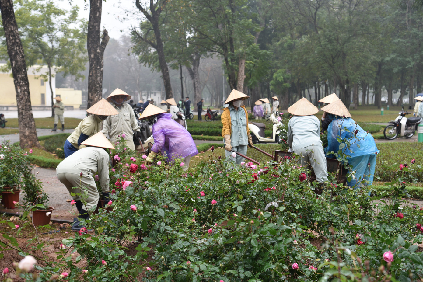 Những khóm hoa hồng rực rỡ cũng sẽ tô điểm cho không gian phố đi bộ hồ Thiền Quang