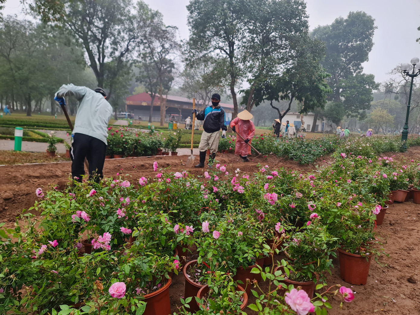 Hơn 10.000 cây hoa hồng được trồng sẽ tạo nên một "tường rào" mềm mại cho công viên Thống Nhất