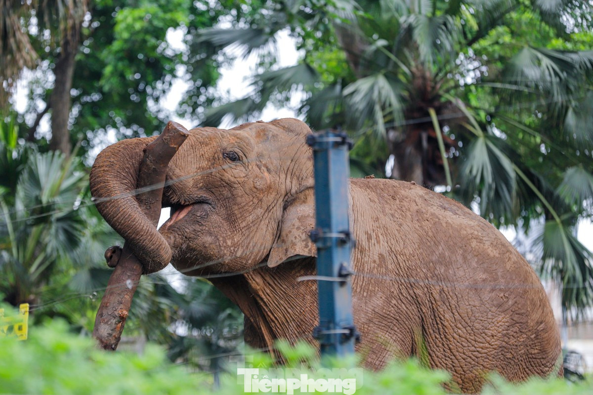 Hình ảnh voi tại vườn thú Hà Nội. Ảnh: Duy Phạm. Hình ảnh voi tại vườn thú Hà Nội. Ảnh: Duy Phạm.