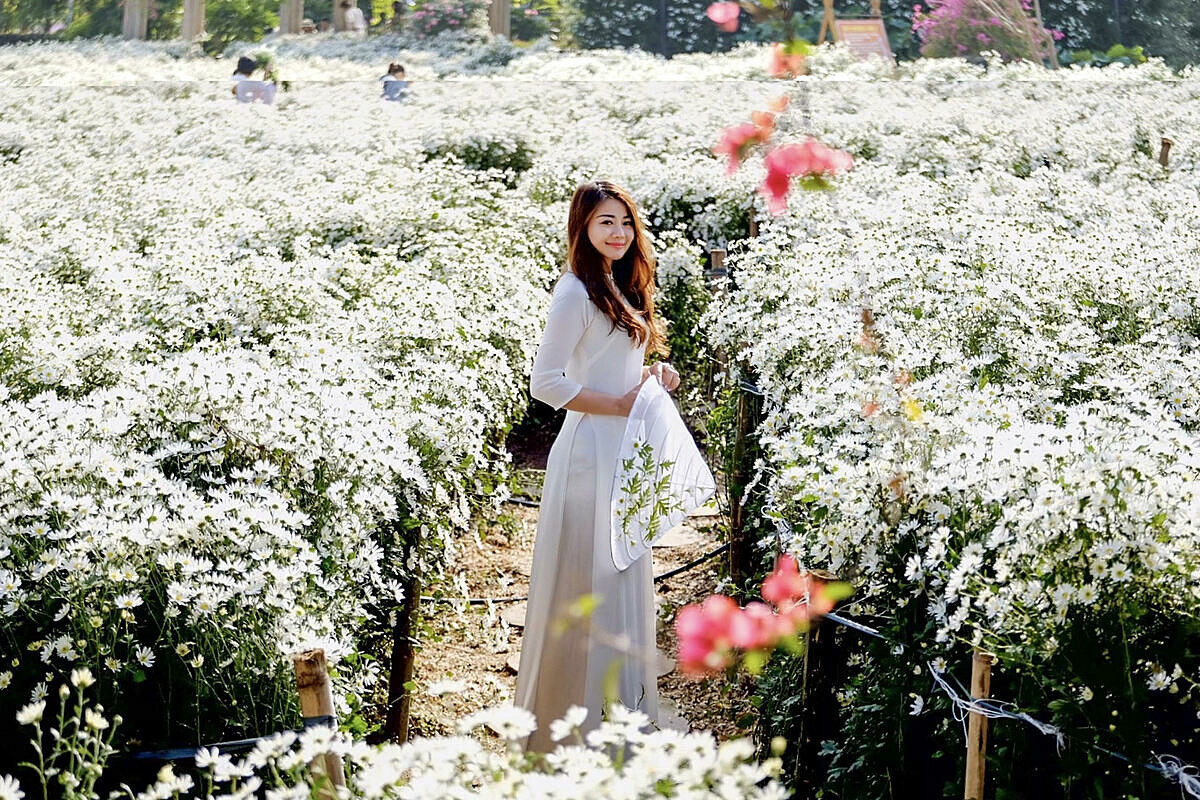 Vườn cúc họa mi vào mùa gây ấn tượng mạnh với du khách