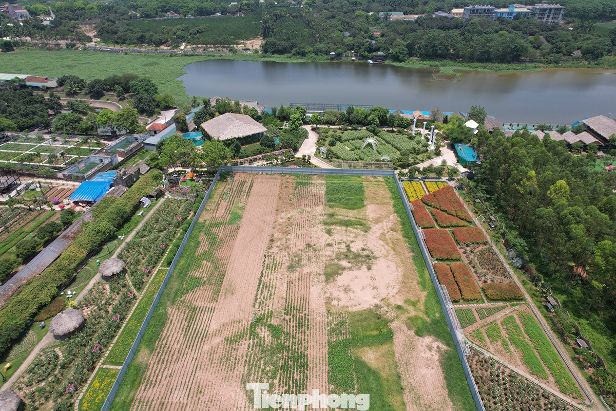 Ô đất thuê lại của người dân trước đây trồng hoa hồng phục vụ chụp ảnh đã được quây tôn.