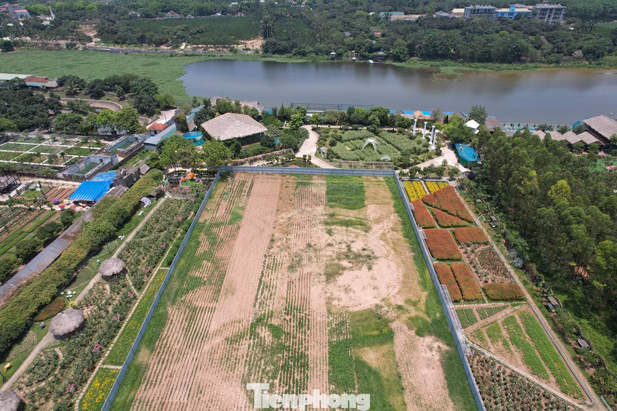 Ô đất thuê lại của người dân trước đây trồng hoa hồng phục vụ chụp ảnh đã được quây tôn.