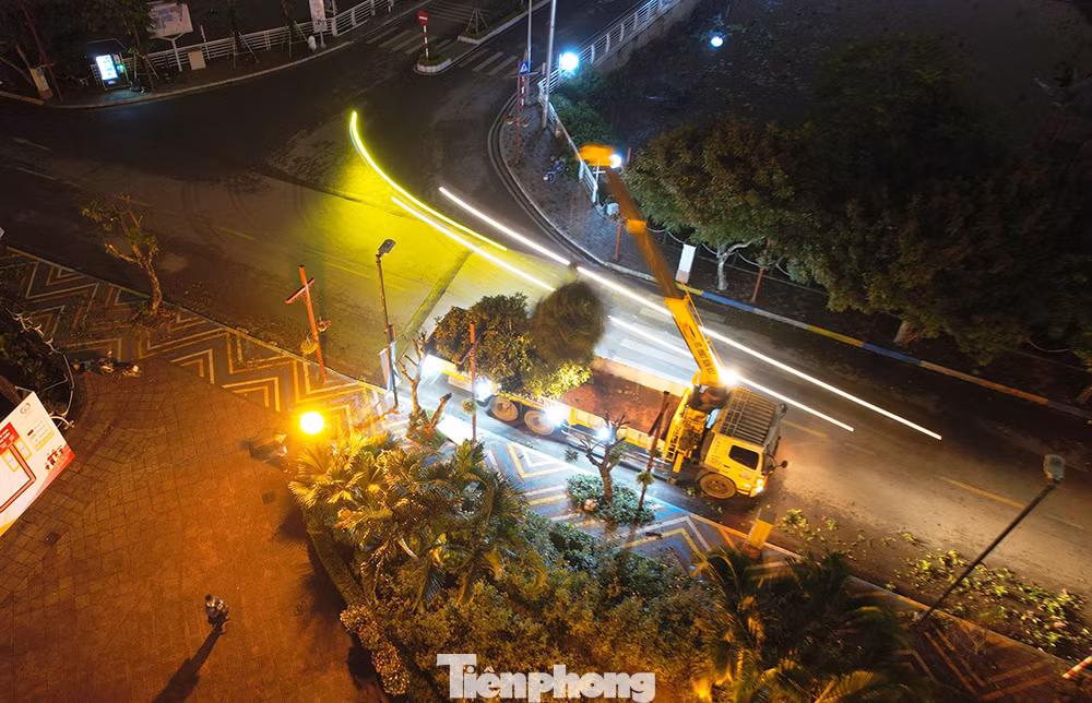 Trong tối 12/4, toàn bộ cây nhãn đã được cắt tỉa. Dự kiến trong ngày 13/4, đơn vị thi công sẽ đánh gốc, di chuyển cây.