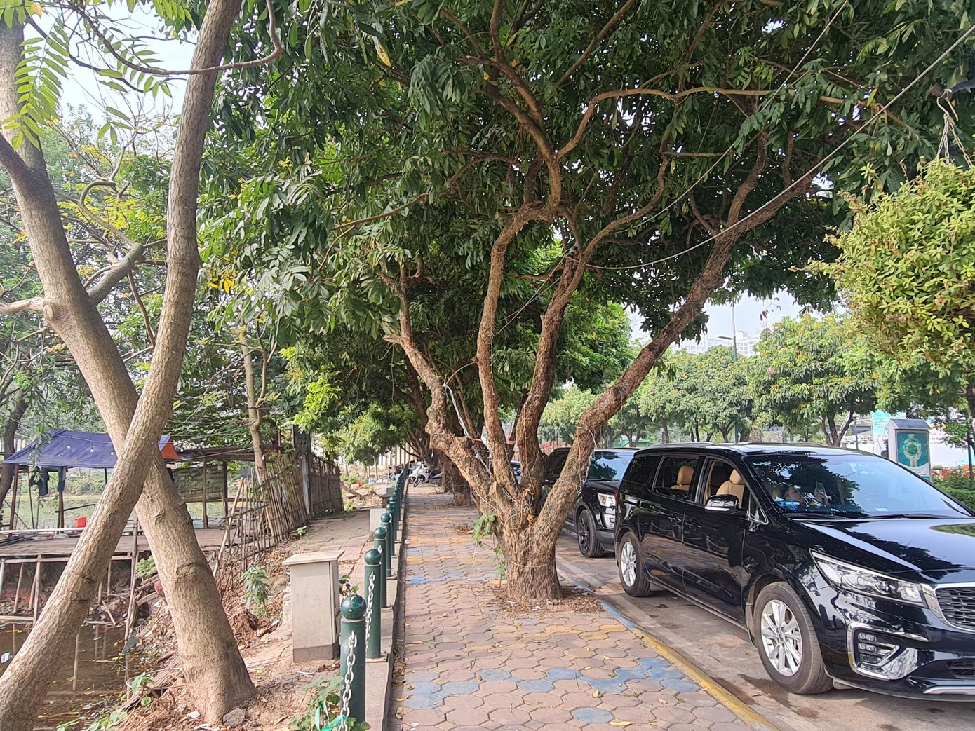 40 cây nhãn tuổi từ 20 - 30 năm sẽ được đánh chuyển