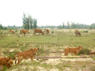 Khu đô thị Điện Nam - Điện Ngọc (Quảng Nam) còn hoang vắng. Ảnh: Nam Cường