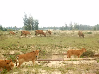 Khu đô thị Điện Nam - Điện Ngọc (Quảng Nam) còn hoang vắng. Ảnh: Nam Cường. Khu đô thị Điện Nam - Điện Ngọc (Quảng Nam) còn hoang vắng. Ảnh: Nam Cường