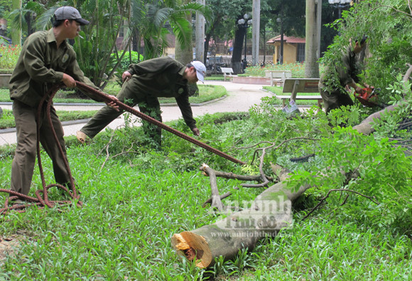Nhiều người dân cho rằng, cây sưa đỏ này vẫn phát triển xanh tốt, không cần phải chặn hạ. Nhiều người dân cho rằng, cây sưa đỏ này vẫn phát triển xanh tốt, không cần phải chặn hạ