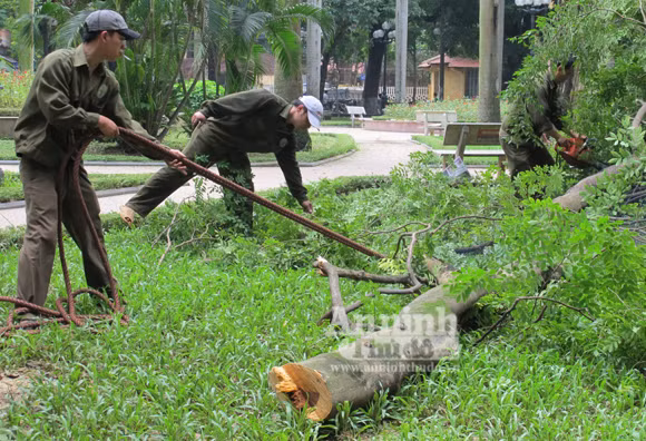 Nhiều người dân cho rằng, cây sưa đỏ này vẫn phát triển xanh tốt, không cần phải chặn hạ