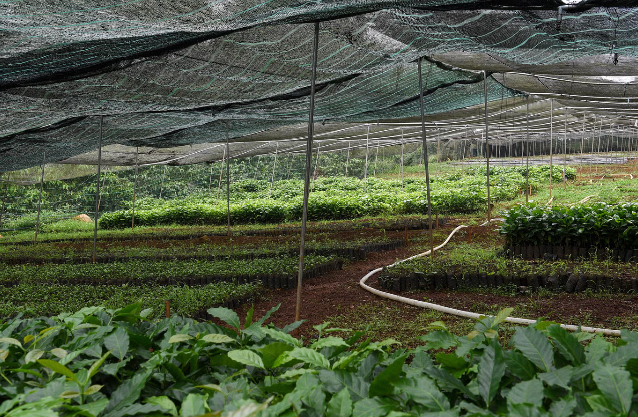 Trang trại thử nghiệm ECOM tại Bảo Lộc