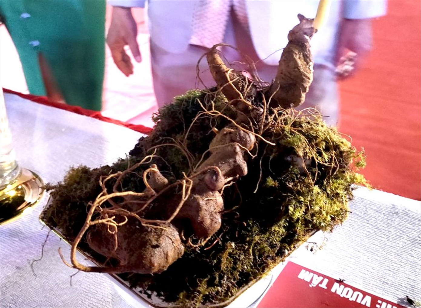 Củ sâm Ngọc Linh đạt giải Nhất tại phiên chợ Củ sâm Ngọc Linh đạt giải Nhất tại phiên chợ