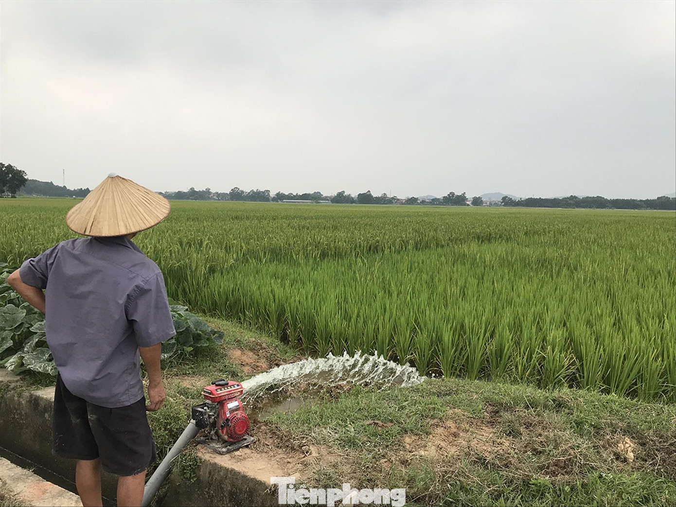 Người dân vẫn cấy trồng trên cánh đồng được quy hoạch làm trường đua ngựa ở xã Tân Minh Ảnh: Trường Phong Người dân vẫn cấy trồng trên cánh đồng được quy hoạch làm trường đua ngựa ở xã Tân Minh Ảnh: Trường Phong