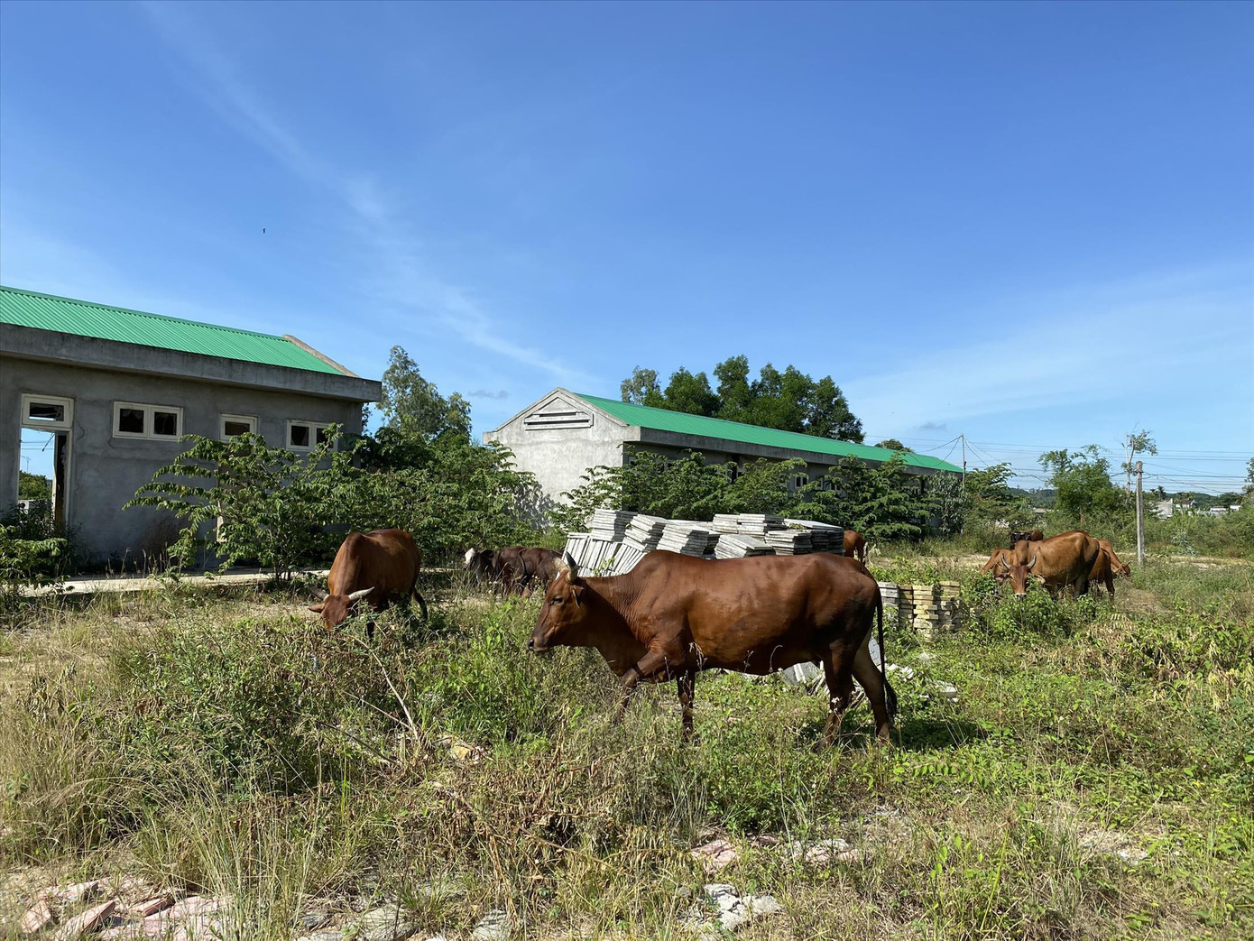 Dự án thành điểm chăn thả gia súc Ảnh: Nguyễn Ngọc Dự án thành điểm chăn thả gia súc Ảnh: Nguyễn Ngọc