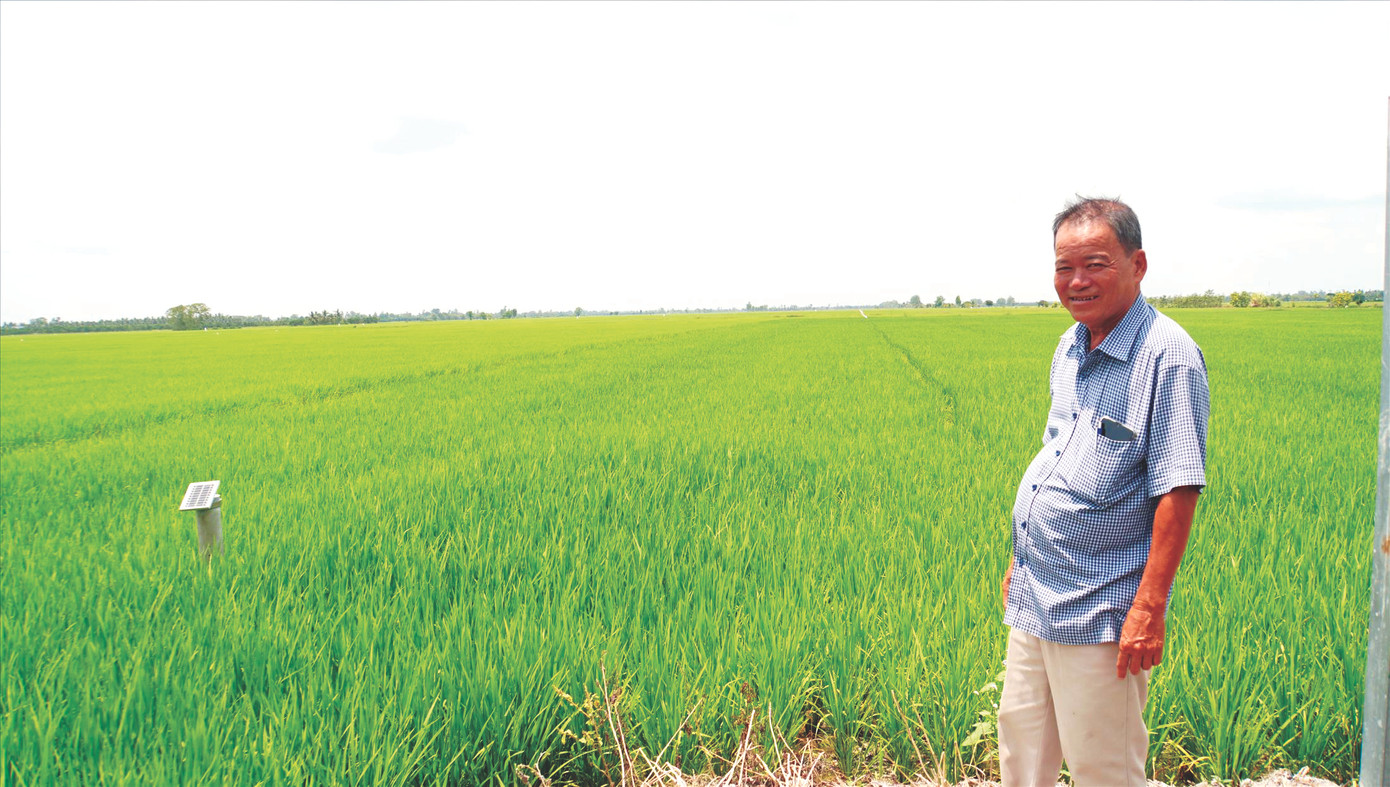 Ông Hồ Văn Mười, Phó Giám đốc Hợp tác xã dịch vụ nông nghiệp Mỹ Đông 2 trên cánh đồng. Ảnh Hòa Hội.