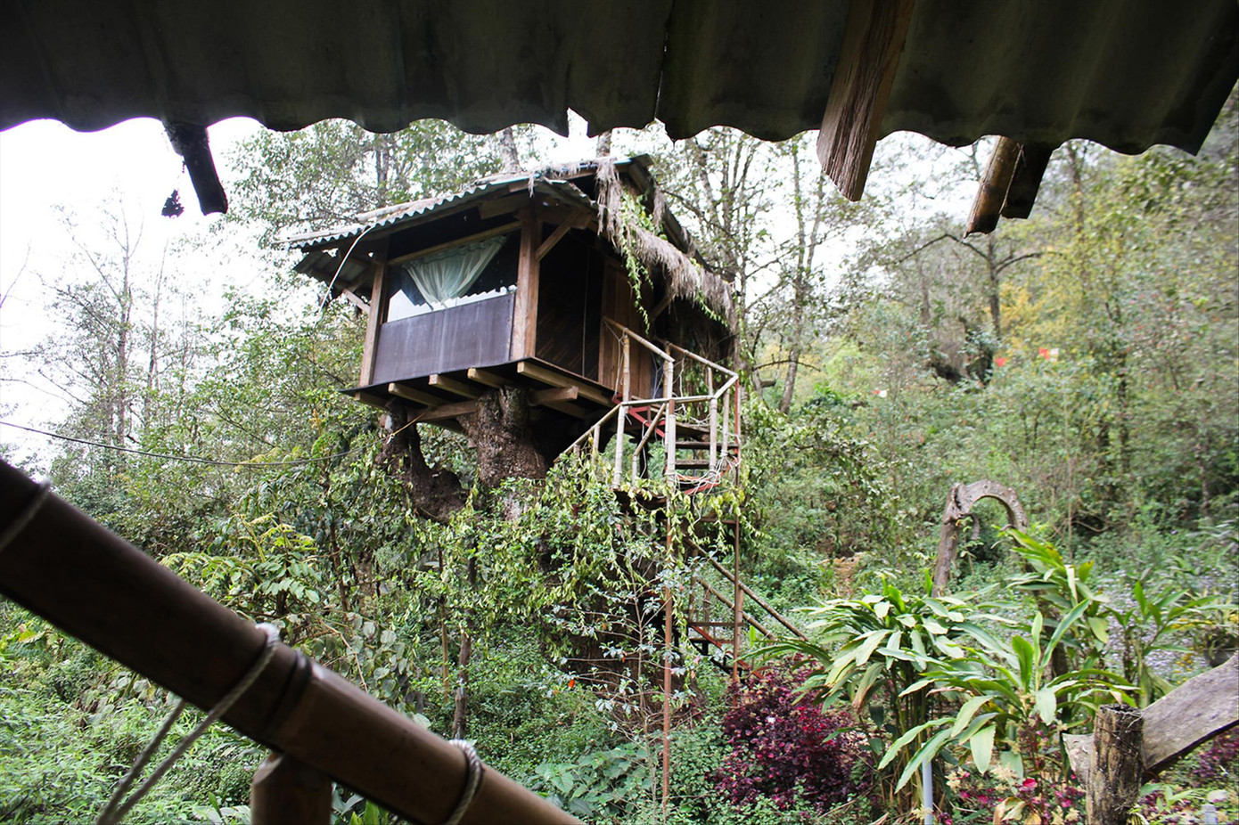 Ngôi nhà tổ chim độc đáo