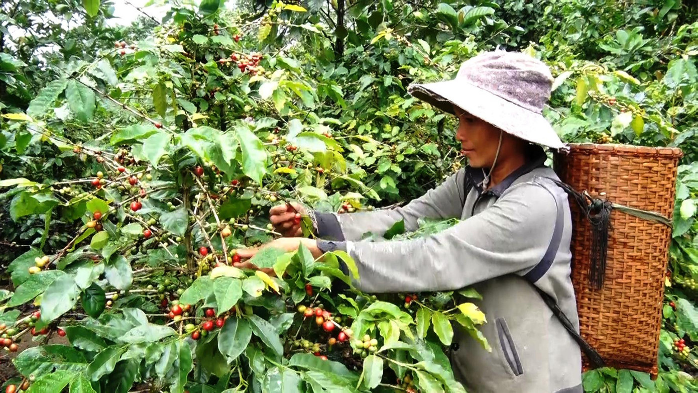 Thu hoạch cà phê ở Hướng Phùng